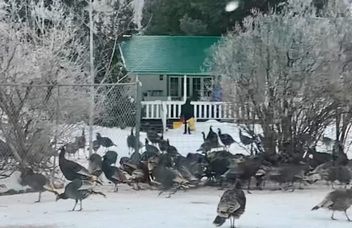 Huntsville turkeys drawn by area's geography, not feed, lawyer maintains | News, Sports, Jobs - Vimarsana News